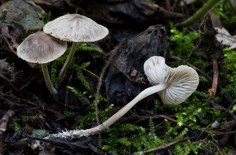 Mycenella salicina